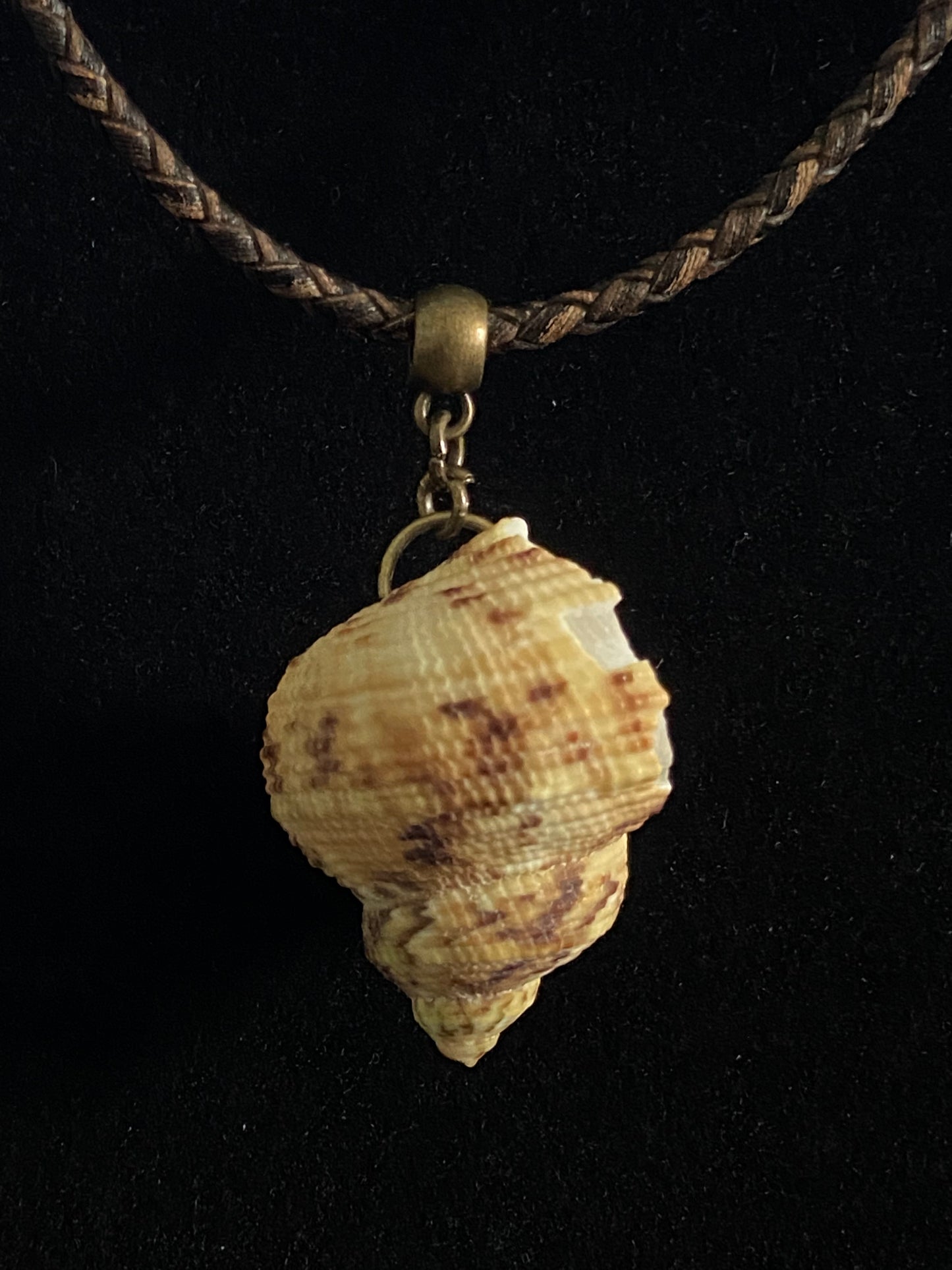 Tan and Brown Spiral Seashell with Brown Leather Cord Necklace